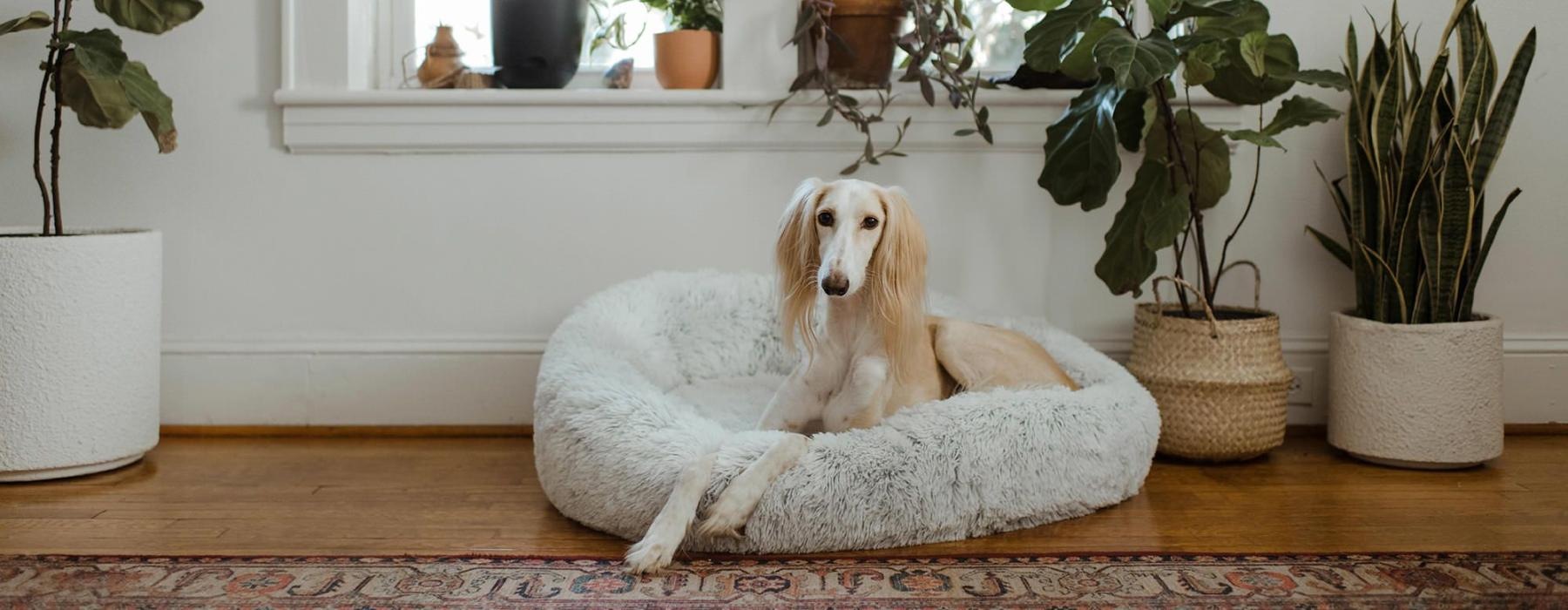 large dog sits in its bed under a windowsill full of potted plants